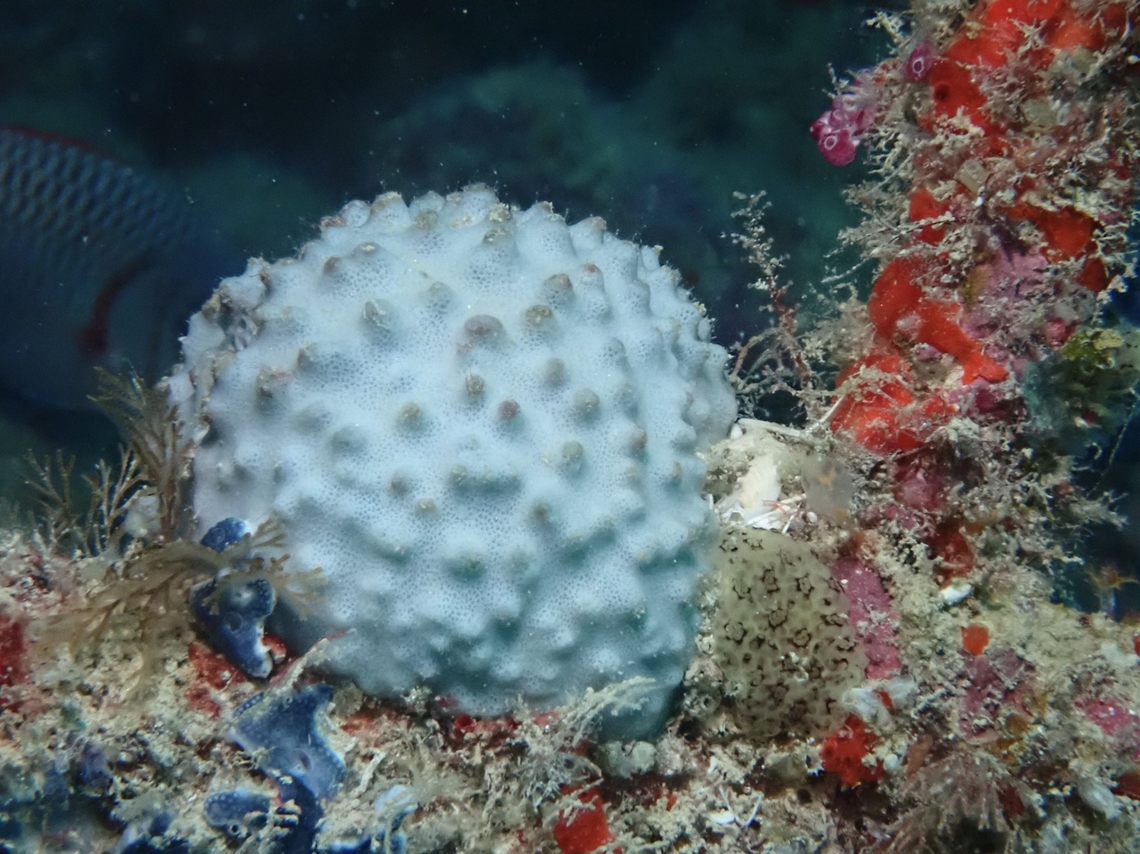 Sea Sponge - Rhabdastrella globostellata  Mabul,Malaysia,Rhabdastrella globostellata,Sabah,Sea Sponge