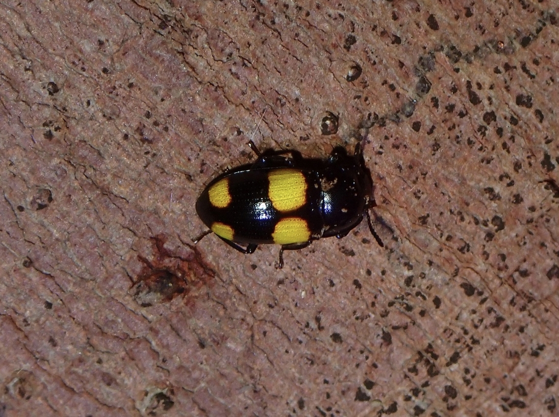 Darkling Beetle - Postandrosus maculipennis  Beetle,Darkling Beetle,Malaysia,Penang,Postandrosus maculipennis