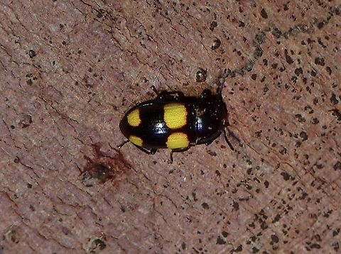 Darkling Beetle - Postandrosus maculipennis  Beetle,Darkling Beetle,Malaysia,Penang,Postandrosus maculipennis