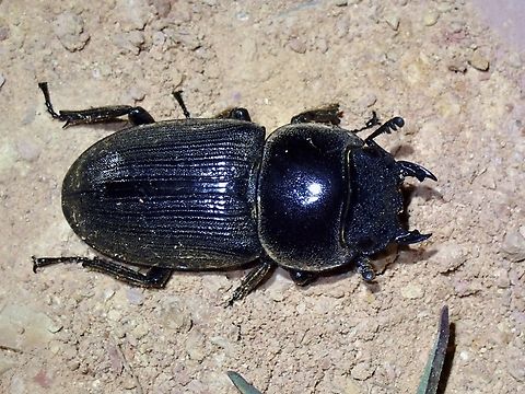 Stag Beetle - Dorcus ritsemae volscens Sub-Species Dorcus ritsemae volscens Beetle,Dorcus ritsemae,Dorcus ritsemae volscens,Malaysia,Sabah,Stag Beetle