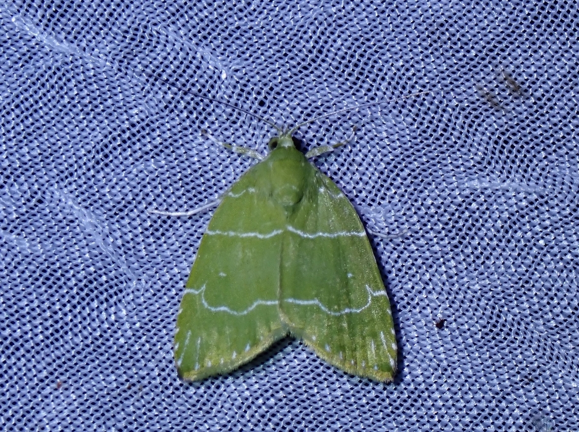 Tufted Moth - Ariolica lineolata  Ariolica lineolata,Moth,Palawan,Philippines,Tufted Moth