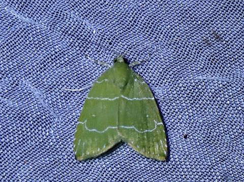 Tufted Moth - Ariolica lineolata  Ariolica lineolata,Moth,Palawan,Philippines,Tufted Moth