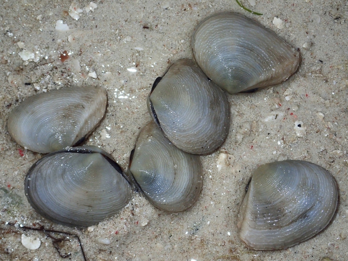 Rough Ridged Tellin - Quidnipagus palatam  Cebu,Malapascua,Philippines,Quidnipagus palatam,Rough Ridged Tellin