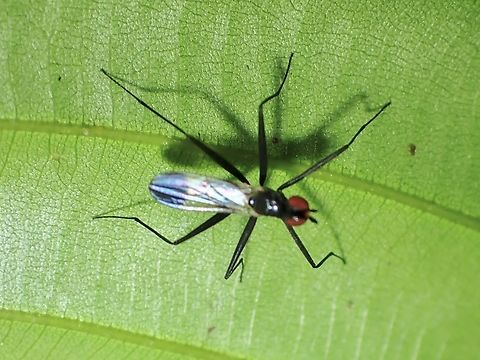Banana Fly - Teloneria apicata  Banana Fly,Fly,Malaysia,Sabah,Teloneria apicata