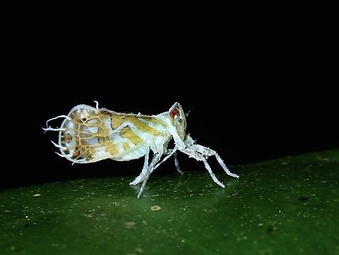 Cixiid Planthopper - Parandes circinatus  Cixiid Planthopper,Hong Kong,Hopper,Parandes circinatus,Planthopper