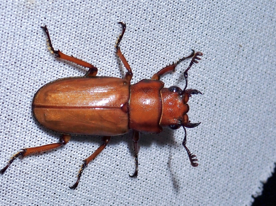 Stag Beetle - Cyclommatus canaliculatus consanguineus Sub-species Cyclommatus canaliculatus consanguineus Beetle,Cyclommatus canaliculatus,Cyclommatus canaliculatus consanguineus,Malaysia,Sabah,Stag Beetle