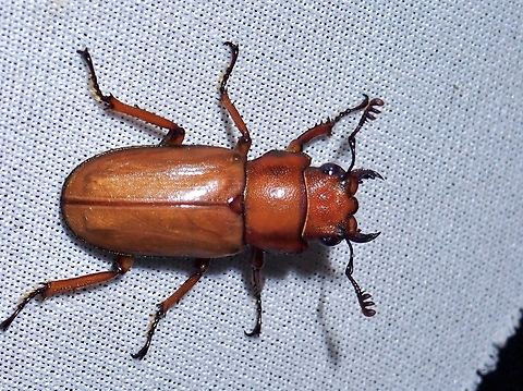 Cyclommatus canaliculatus