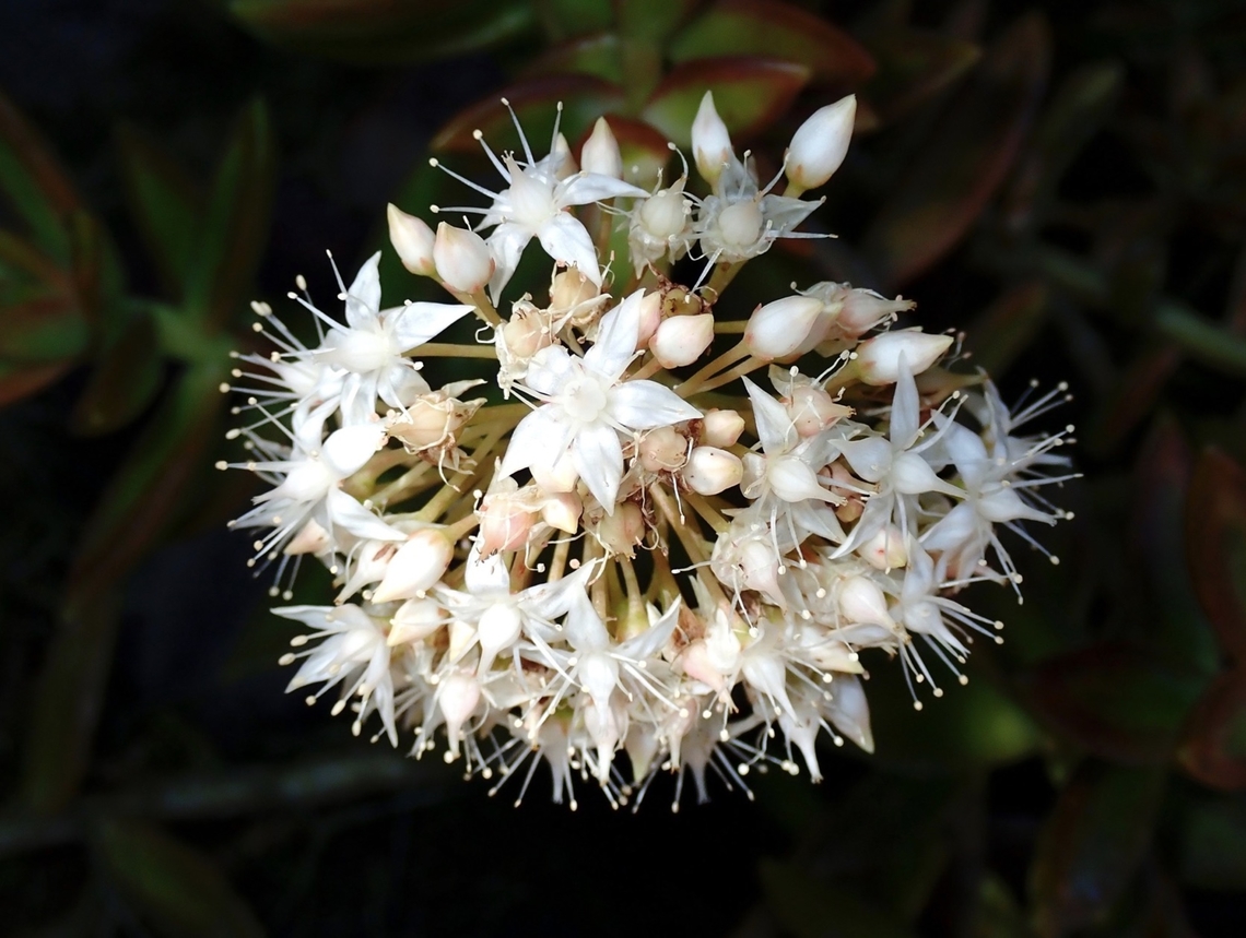 Coppertone Stonecrop - Sedum adolphi  Coppertone Stonecrop,Flowers,French Polynesia,Sedum adolphi,Tahiti