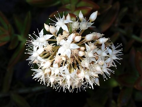 Coppertone Stonecrop