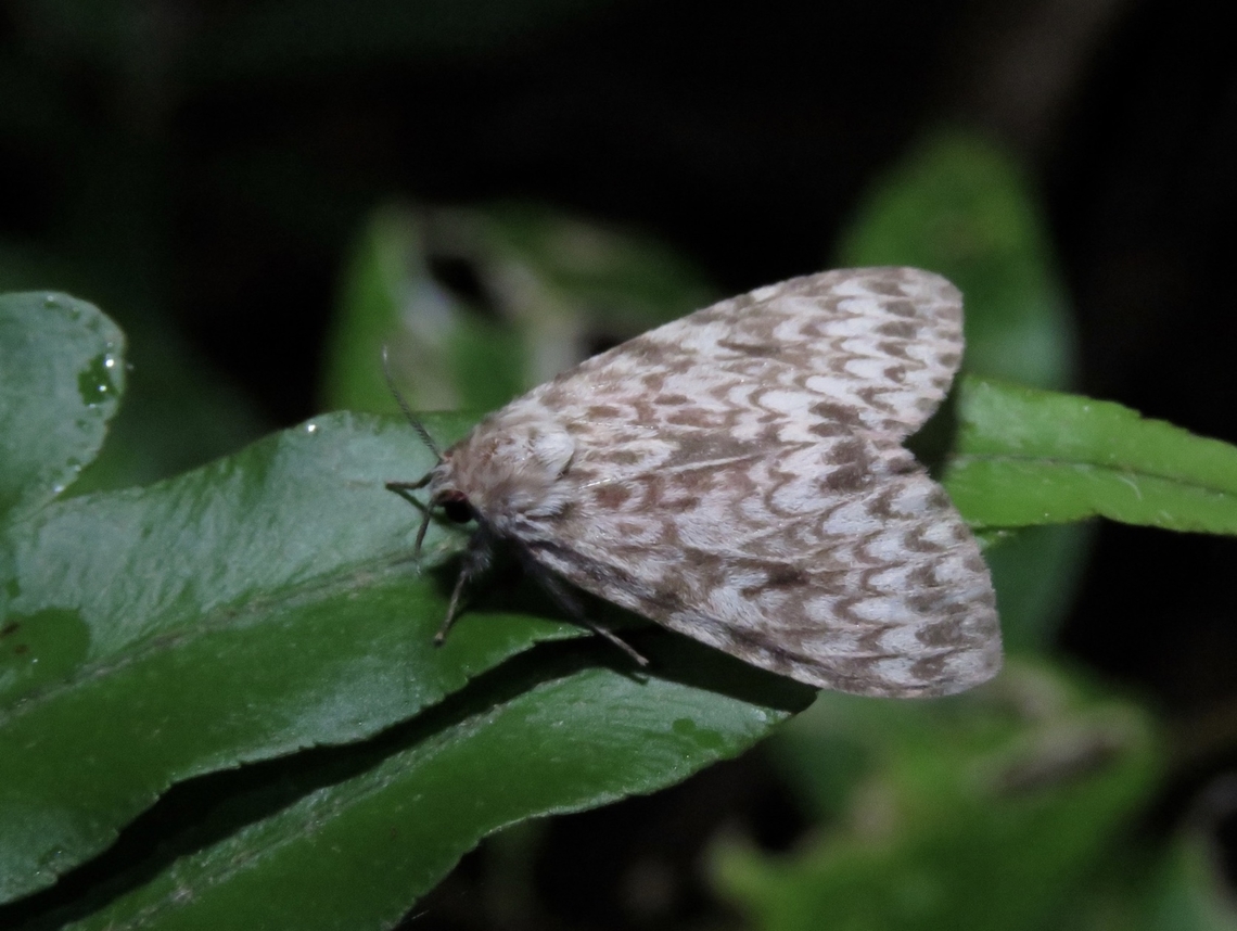 Tussock Moth -  Lymantria cryptochloea  Lymantria cryptochloea,Moth,Philippines,Quezon,Real,Tussock Moth