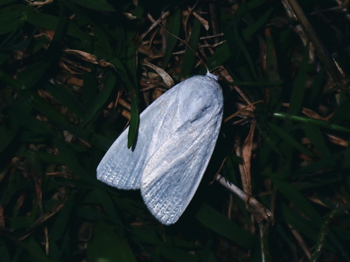 Moth - Chasmina tibialis  Chasmina tibialis,French Polynesia,Moth,Rurutu,Tahiti