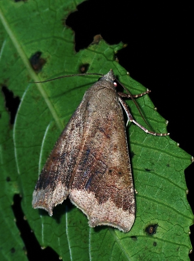 Jute Looper - Gonitis involuta  Anomis involuta,French Polynesia,Jute Looper,Moth,Rurutu,Tahiti