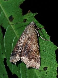 Jute Looper - Gonitis involuta  Anomis involuta,French Polynesia,Jute Looper,Moth,Rurutu,Tahiti
