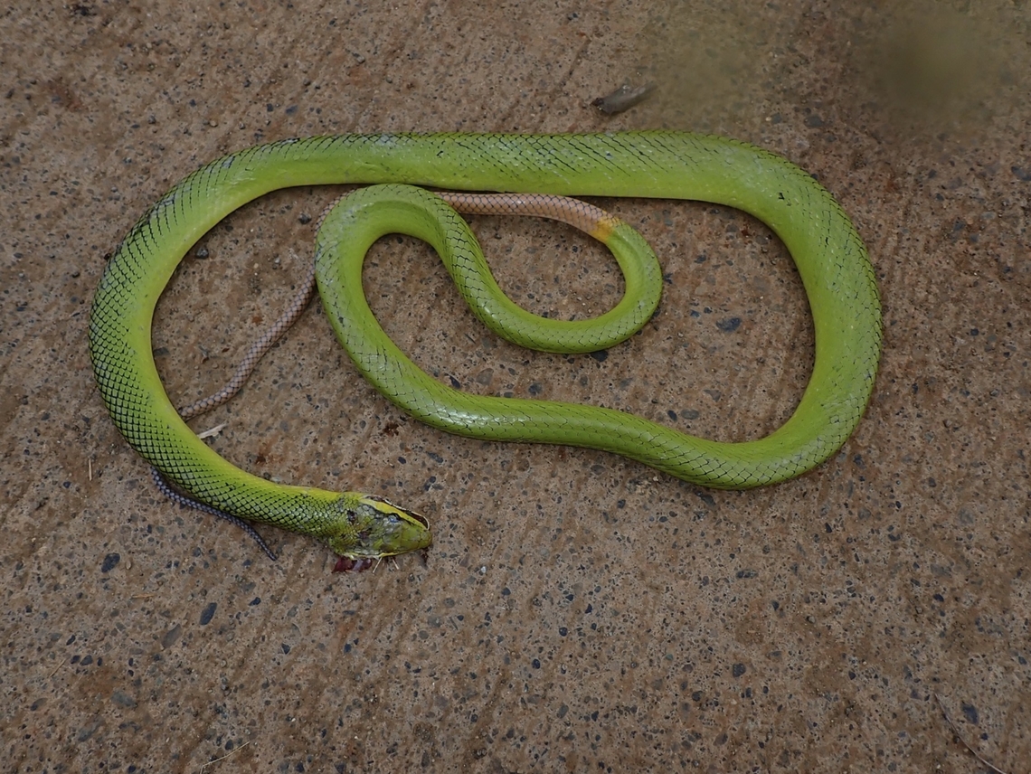 Newly Dead :( Newly dead, or barely alive :(<br />
Was traveling on a bike and saw in opposite direction a local on motorbike stopped and got down from his motorbike to kill this snake. By the time I reached him and tried to stop him, the damage was done as he smashed the head of the snake :( Gonyosoma oxycephalum,Green Ratsnake,Palawan,Philippines,Ratsnake,Red-Tailed Green Ratsnake,Snake