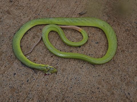 Newly Dead :( Newly dead, or barely alive :(
Was traveling on a bike and saw in opposite direction a local on motorbike stopped and got down from his motorbike to kill this snake. By the time I reached him and tried to stop him, the damage was done as he smashed the head of the snake :( Gonyosoma oxycephalum,Green Ratsnake,Palawan,Philippines,Ratsnake,Red-Tailed Green Ratsnake,Snake