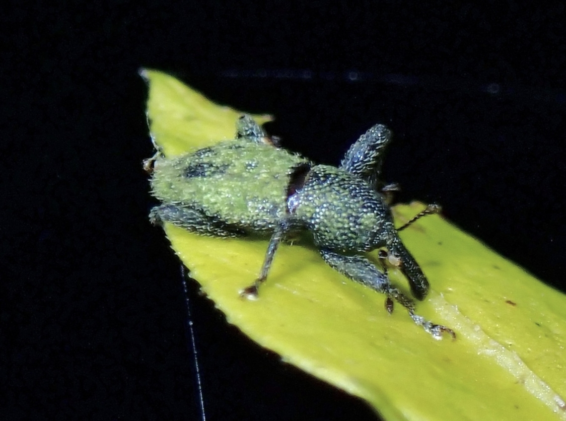 Weevil - Pinacopus dolosus Described in 2002 Malaysia,Pahang,Pinacopus dolosus,Weevil