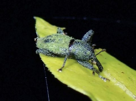 Weevil - Pinacopus dolosus Described in 2002 Malaysia,Pahang,Pinacopus dolosus,Weevil