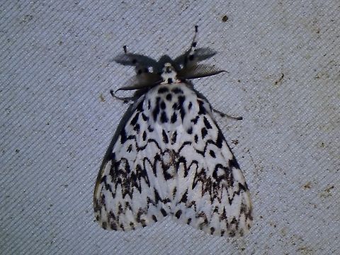 Tussock Moth - Lymantria subrosea singapura Sub-species - Lymantria subrosea singapura Lymantria subrosea,Lymantria subrosea singapura,Malaysia,Moth,Sabah,Tussock Moth