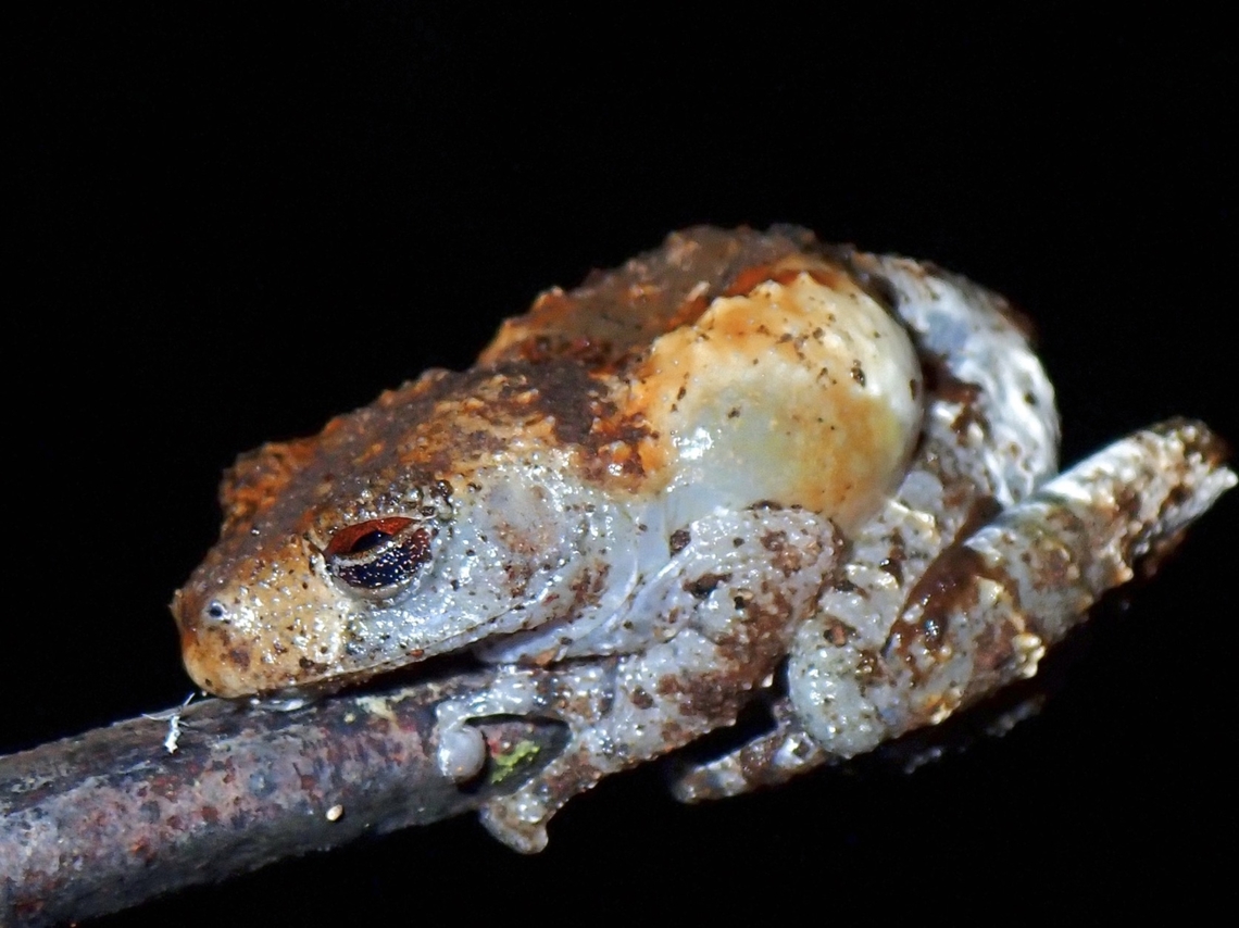 Pied Warty Frog -  Theloderma asperum  Frog,Malaysia,Pahang,Pied Warty Frog,Theloderma asperum,Warty Frog