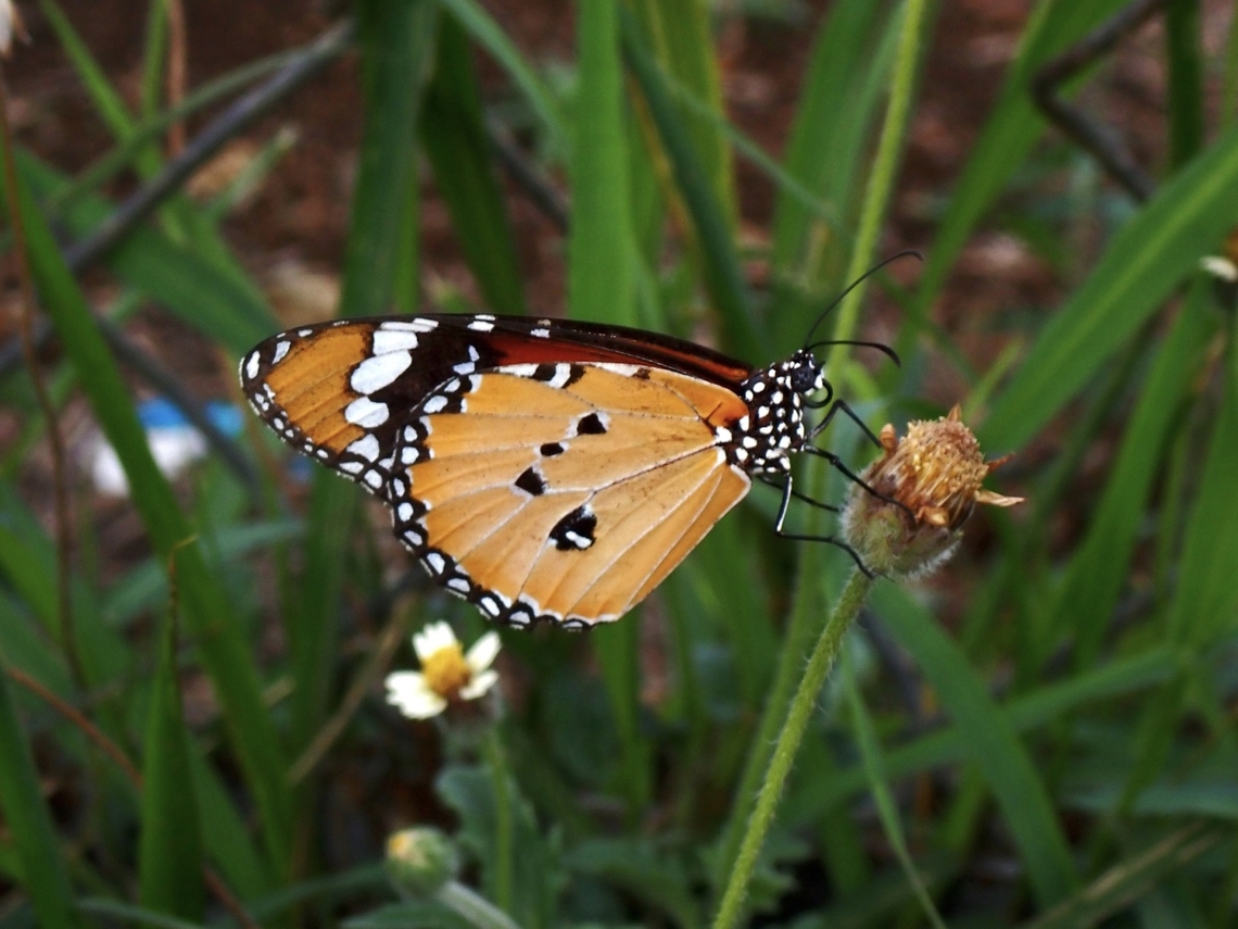 Plain Tiger Butterfly - Danaus chrysippus  Butterfly,Danaus chrysippus,Palawan,Philippines,Plain Tiger Butterfly