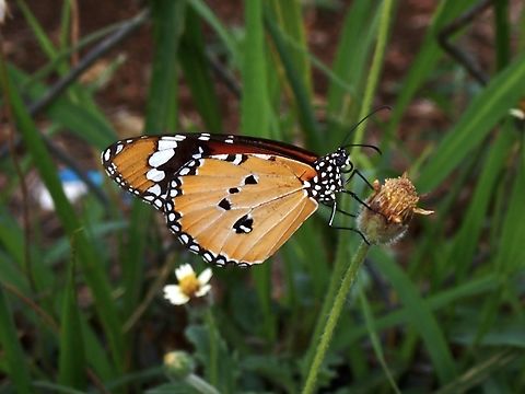 Plain Tiger Butterfly - Danaus chrysippus  Butterfly,Danaus chrysippus,Palawan,Philippines,Plain Tiger Butterfly