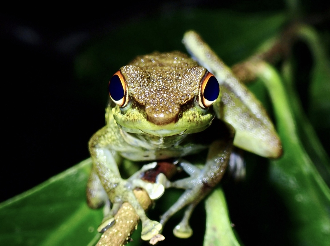 Palawan Rock Frog - Staurois nubilus  Dumaran,Frog,Palawan,Palawan Rock Frog,Philippines,Rock Frog,Staurois nubilus