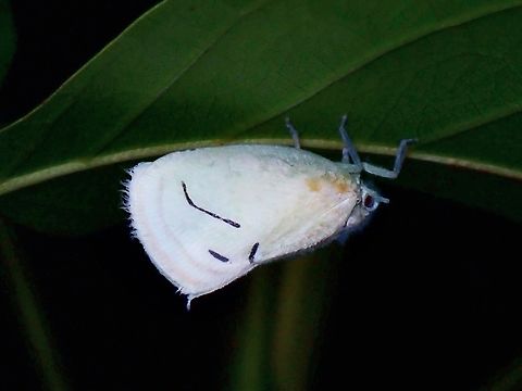 Flatid Planthopper - Cerynia albata  Cerynia albata,Flatid Planthopper,Hopper,Palawan,Philippines,Planthopper
