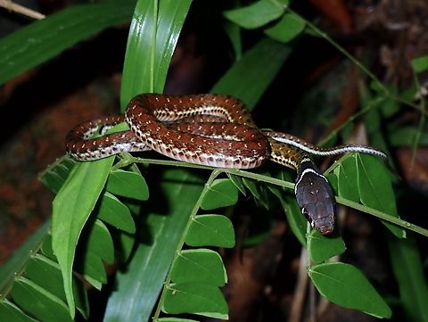 Specklebelly Keelback Snake - Rhabdophis chrysargos  Keelback Snake,Palawan,Philippines,Rhabdophis chrysargos,Snake,Specklebelly Keelback Snake