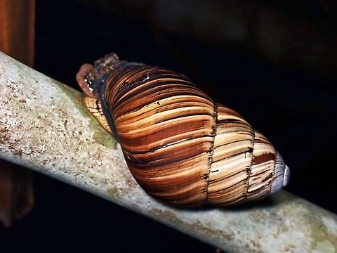 Giant African Snail - Lissachatina fulica  Giant African Snail,Lissachatina fulica,Palawan,Philippines,Snail