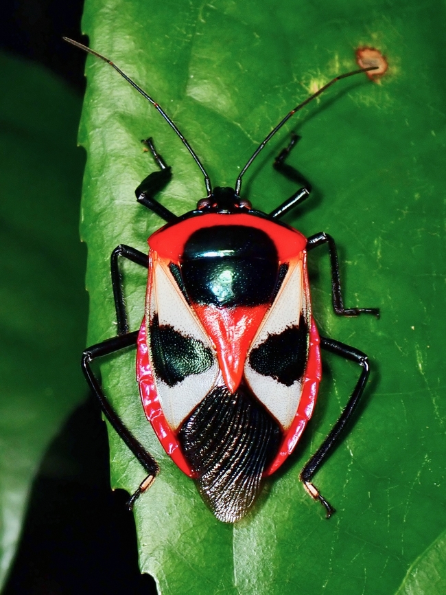Stink Bug - Catacanthus punctus Tentative ID Catacanthus punctus,Palawab,Philippines,Stink Bug