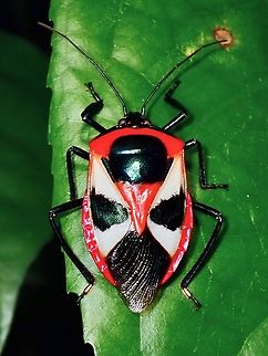 Stink Bug - Catacanthus punctus Tentative ID Catacanthus punctus,Palawab,Philippines,Stink Bug