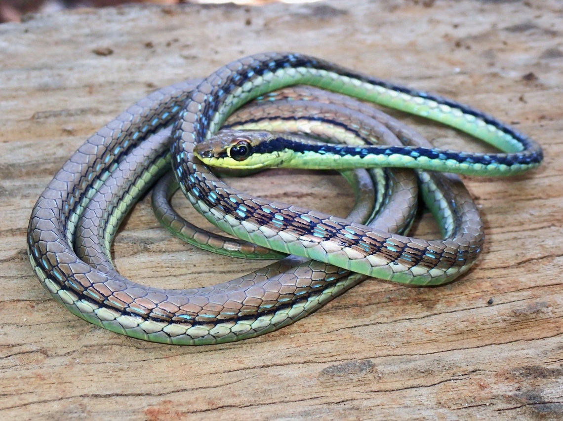 Maren's Bronzeback Snake - Dendrelaphis marenae  Bronzeback Snake,Dendrelaphis marenae,Maren's Bronzeback Snake,Palawan,Philippines,Snake