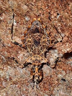 Assassin Bug - Neocentrocnemis palawanica  Assassin Bug,Neocentrocnemis palawanica,Palawan,Philippines