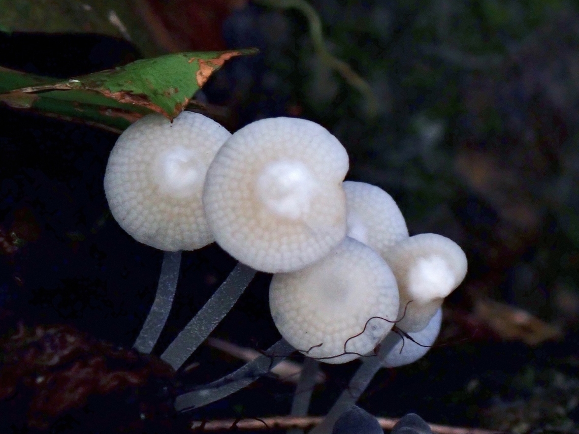 Luminous Porecap - Favolaschia manipularis  Favolaschia manipularis,Luminous Porecap,Palawan,Philippines