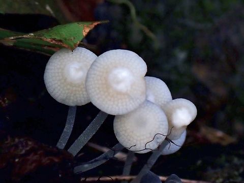 Luminous Porecap - Favolaschia manipularis  Favolaschia manipularis,Luminous Porecap,Palawan,Philippines