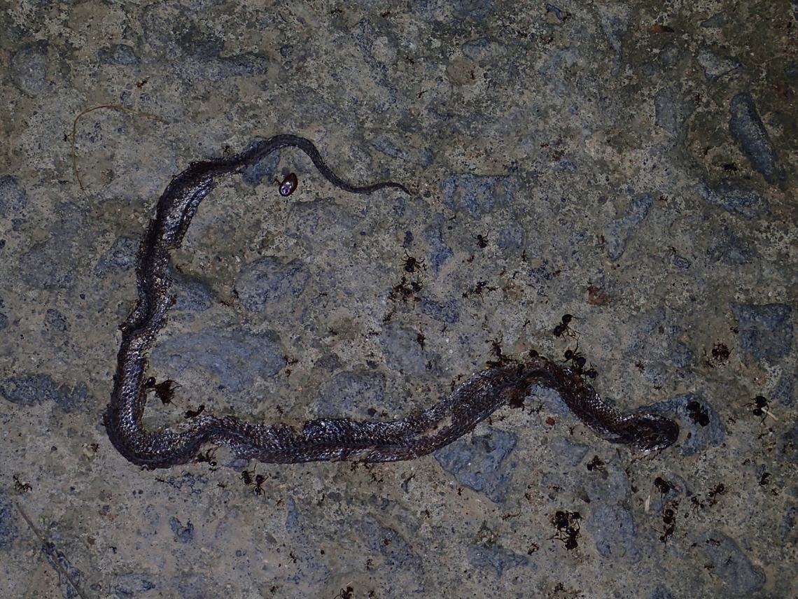 Northern Triangle-Spotted Snake - Cyclocorus lineatus Northen Triangle-Spotted Snake - Cyclocorus lineatus<br />
<br />
Killed by local villagers<br />
10 Sep 2017 Anilao,Batangas,Cyclocorus lineatus,Maricaban,Northern Triangle-Spotted Snake,Philippines,Snake,Tingloy