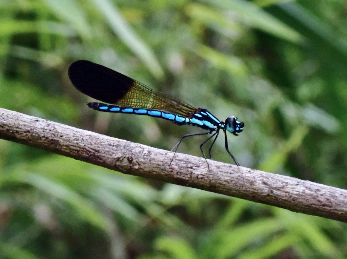 Jewels - Rhinocypha humeralis  Damselfly,Jewels,Palawan,Philippines,Rhinocypha humeralis