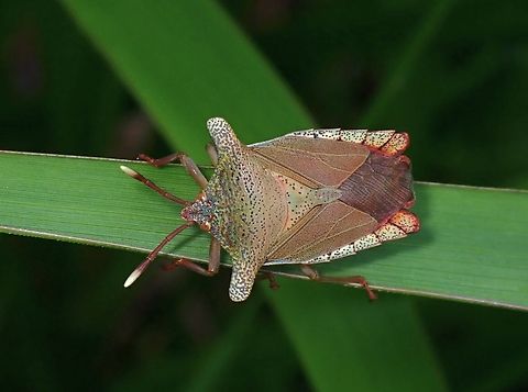 Rare Shield Shield/Tessaratomid Bug - Pygoplatys obtusus
Tentative ID Malaysia,Pygoplatys obtusus,Sabah,Shiled Bug,Tessaratomid Bug