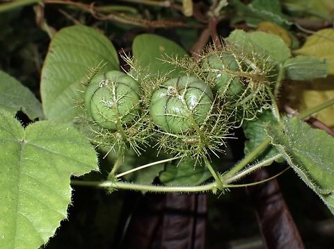 Passion Flower - Passiflora foetida  Cheras,Flower,Malaysia,Passiflora foetida,Passion Flower,Plant,Selangor,Stinking Passionflower