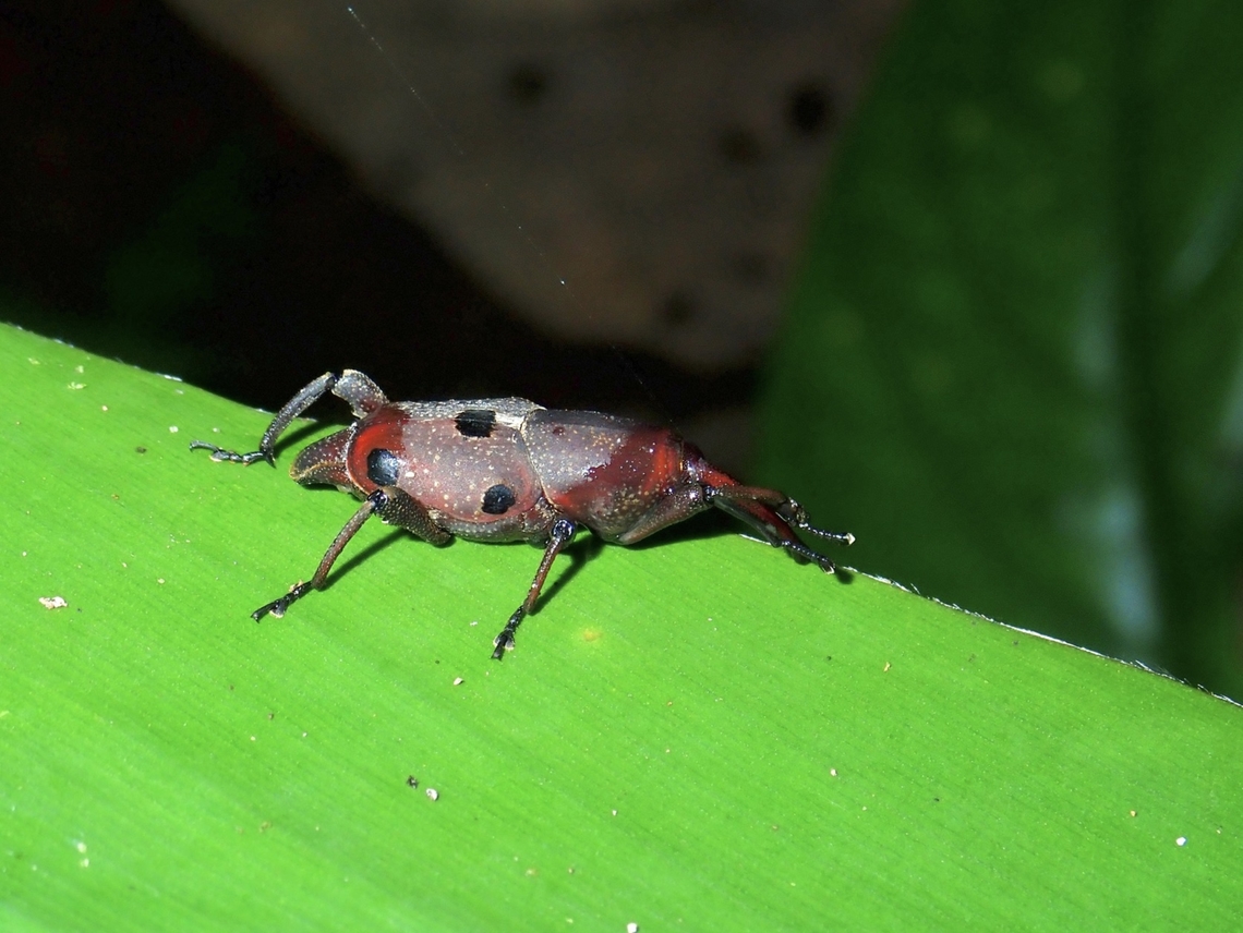 Weevil - Prodioctes quinarius  Malaysia,Prodioctes quinarius,Sabah,Weevil