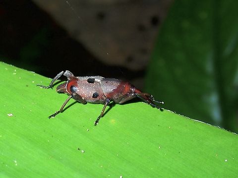 Weevil - Prodioctes quinarius  Malaysia,Prodioctes quinarius,Sabah,Weevil