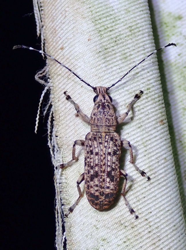 Fungus Weevil - Phloeopemon acuticorne  Fungus Weevil,Malaysia,Phloeopemon acuticorne,Sabah,Weevil