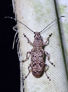 Fungus Weevil - Phloeopemon acuticorne  Fungus Weevil,Malaysia,Phloeopemon acuticorne,Sabah,Weevil
