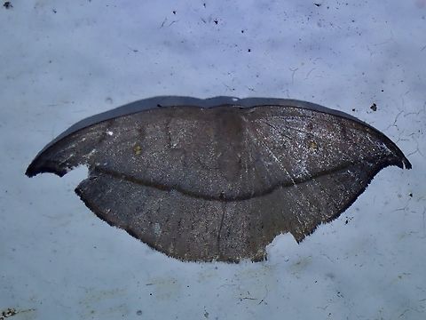 Hooktip Moth - Albara reversaria  Albara reversaria,Hooktip Moth,Malaysia,Moth,Pahang