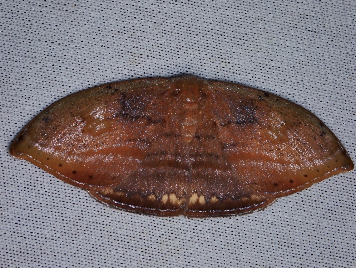 Hooktip Moth - Callidrepana pulcherrima Callidrepana cf. pulcherrima Callidrepana pulcherrima,Hooktip Moth,Malaysia,Moth,Sabah
