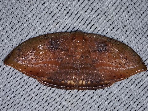 Hooktip Moth - Callidrepana pulcherrima Callidrepana cf. pulcherrima Callidrepana pulcherrima,Hooktip Moth,Malaysia,Moth,Sabah