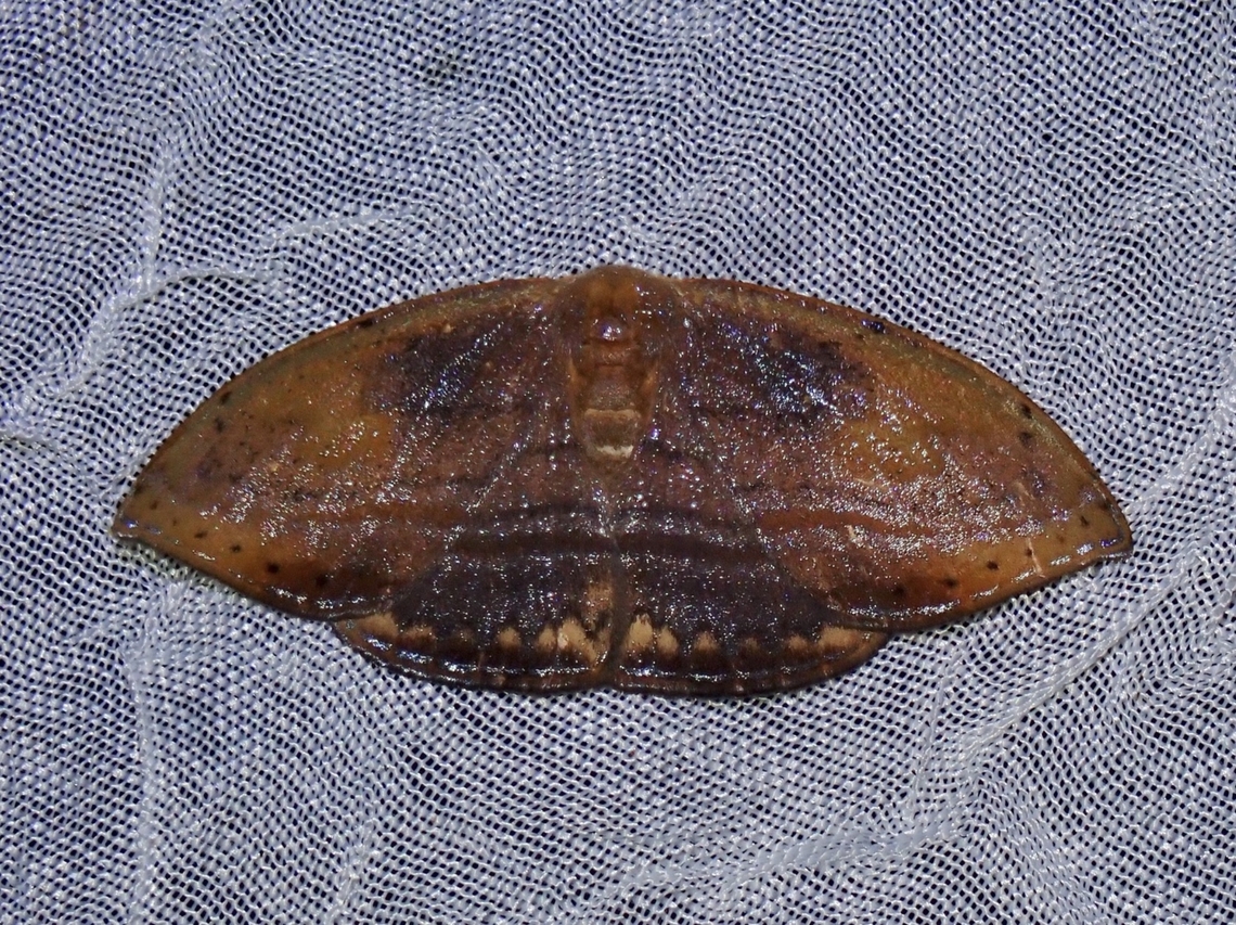 Hooktip Moth - Callidrepana pulcherrima Callidrepana cf. pulcherrima Callidrepana pulcherrima,Hooktip Moth,Moth,Palawan,Philippines