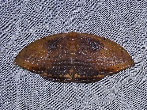 Hooktip Moth - Callidrepana pulcherrima Callidrepana cf. pulcherrima Callidrepana pulcherrima,Hooktip Moth,Moth,Palawan,Philippines