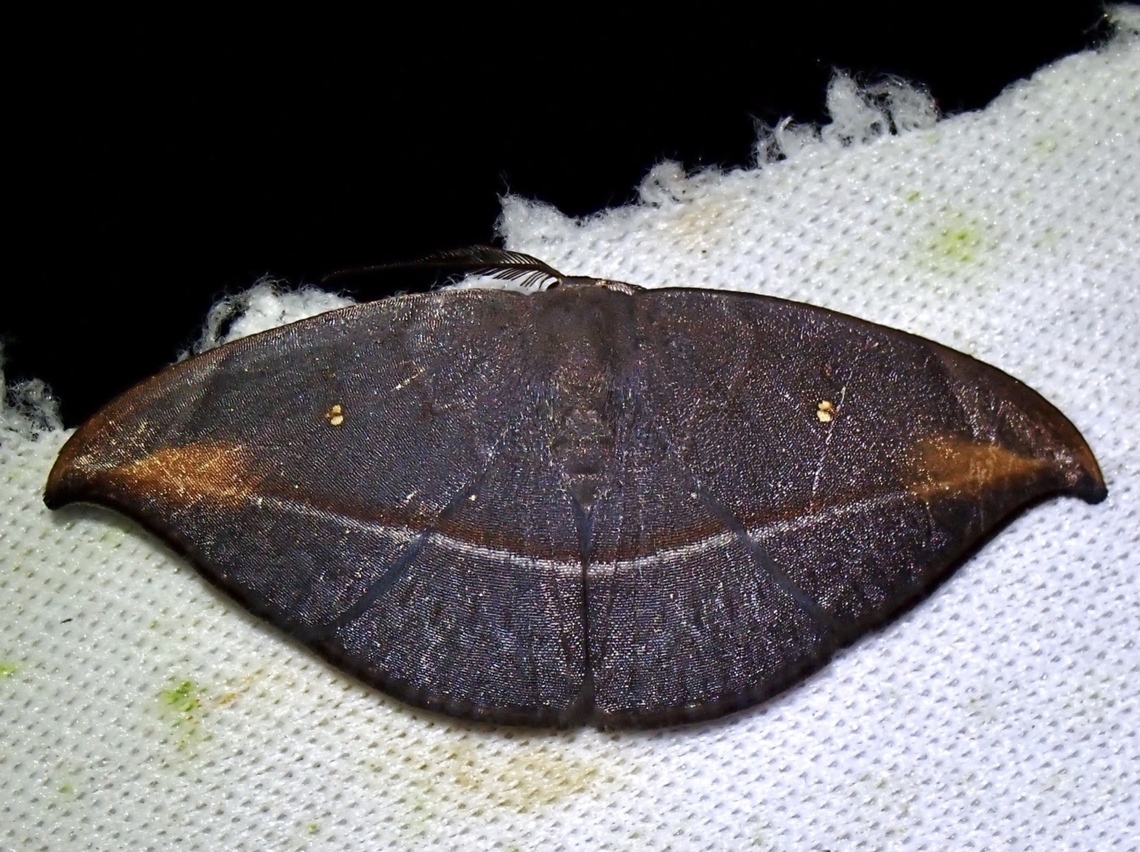 Hooktip Moth - Albara hollowayi  Albara hollowayi,Hooktip Moth,Malaysia,Moth,Sabah