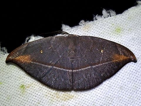 Hooktip Moth - Albara hollowayi  Albara hollowayi,Hooktip Moth,Malaysia,Moth,Sabah